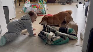 Kid gets his pet crazy and it's so cute | Shiba dog go crazy