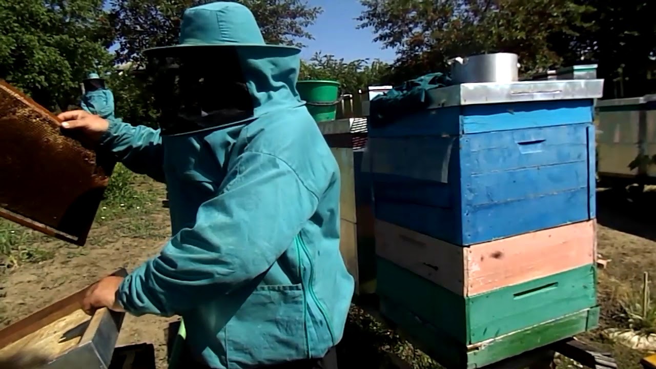 20. Extragerea mierii de salcâm și reorganizarea cuibului