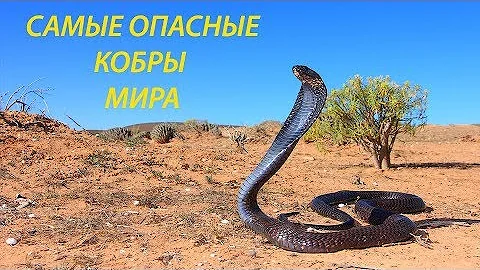 Самые опасные кобры мира