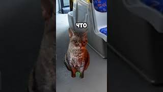 смехота