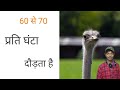 Ostrich anokhe facts (श्तुरमुर्ग रोचक तथ्य)