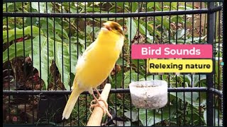 ?Canary Bird Sounds_Birds Singing Withhout Music, Relaxing Nature Sounds episode 354