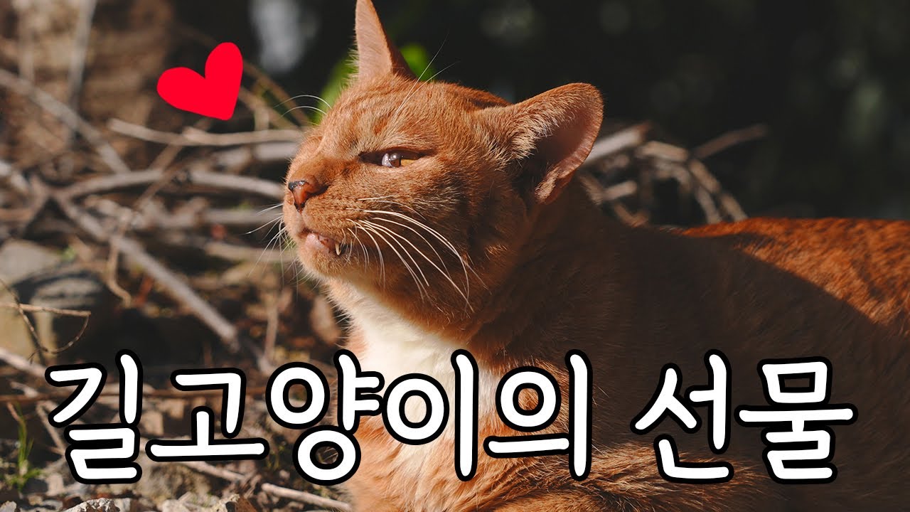 Сельская кошка сделала пожертвование.