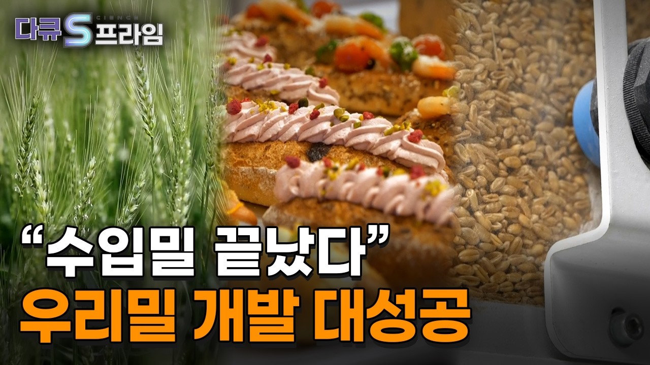[다큐S프라임] 1%의 사투, 우리밀 독립선언