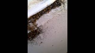 Bed bugs on encasement Bed bugs on encasement