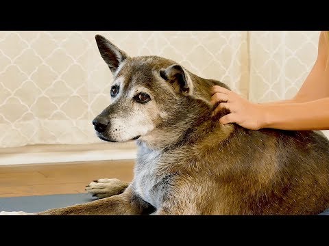 Video: How To Massage A Dog