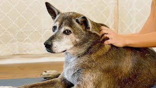 Happy, Healthy Pups! How to Massage Your Dog ♥ Reduce Pain, Anxiety, Hip Tension, Pet Care Tutorial