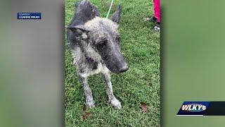 Crestwood pet rescue asking for help after saving neglected dog from Eastern Kentucky