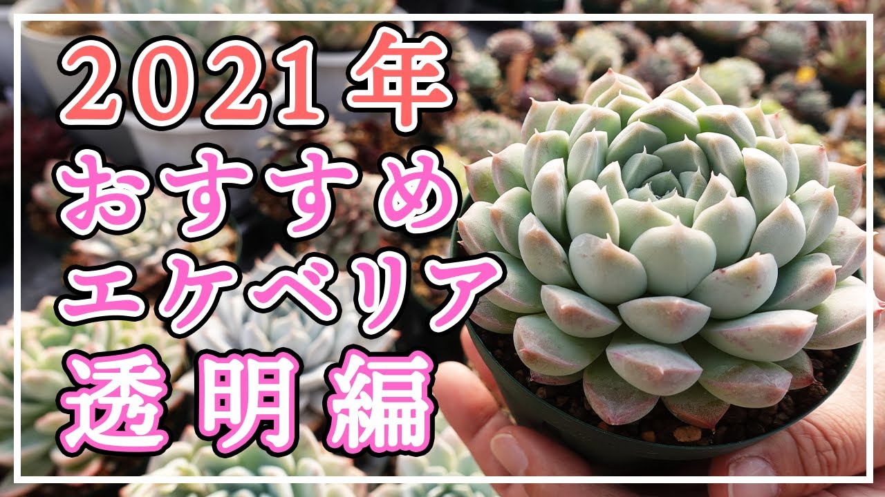 Succulents] Recommended Echeveria Complete! My favorite 