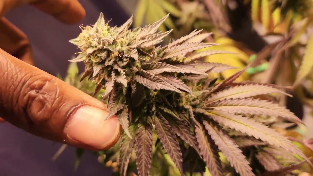 Site B with some tiki madman crosses.