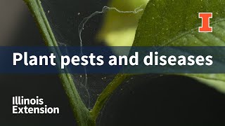 Learn about Plant Pests and Diseases