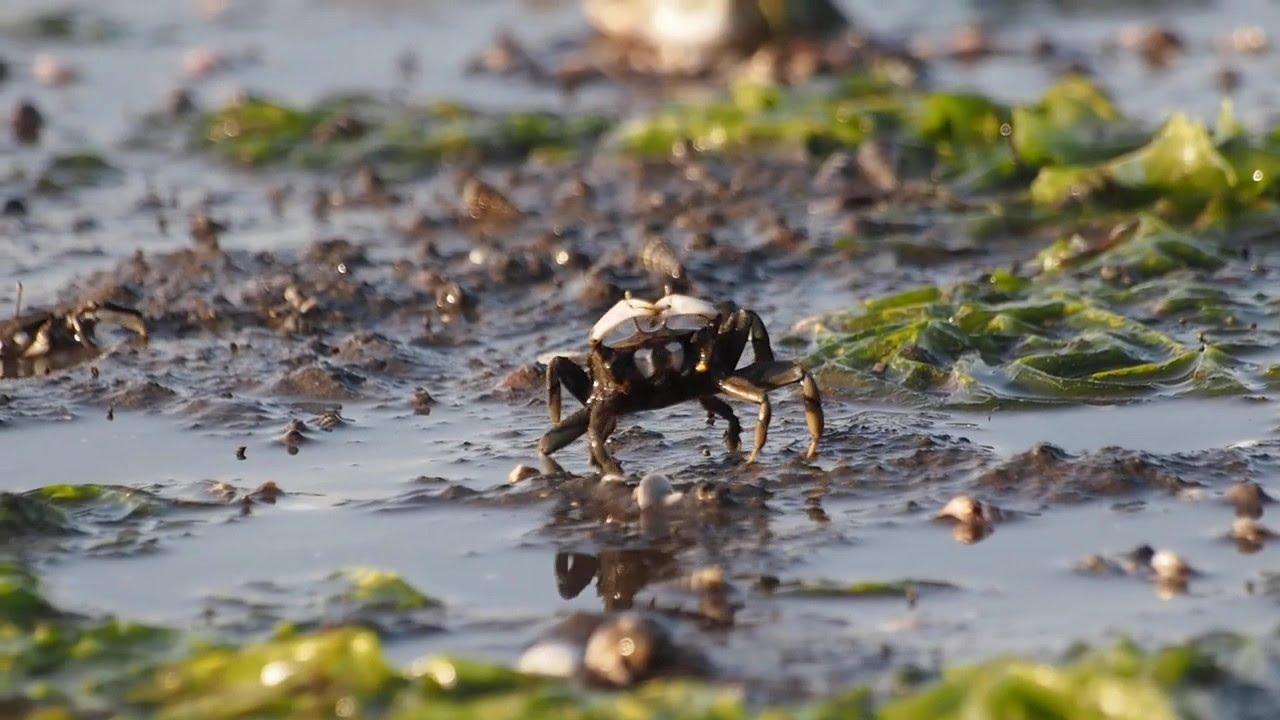 大分県中津干潟 ヤマトオサガニのウェービング Youtube