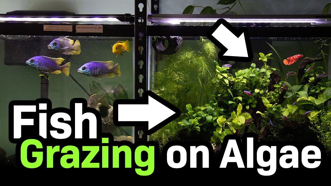 14 Great Algae Eaters for Betta Fish Tanks: Compatibility Guide