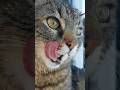 Lento Violento Misti Koh 💗😋💗 Music by Dj Koh 🎶 #cat #cute #music