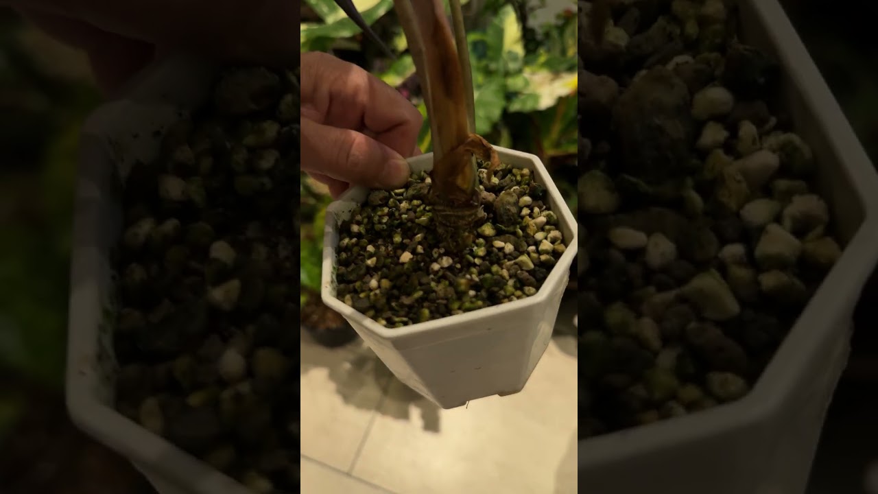 Болмо гулу. Тайланд 03.03.26 