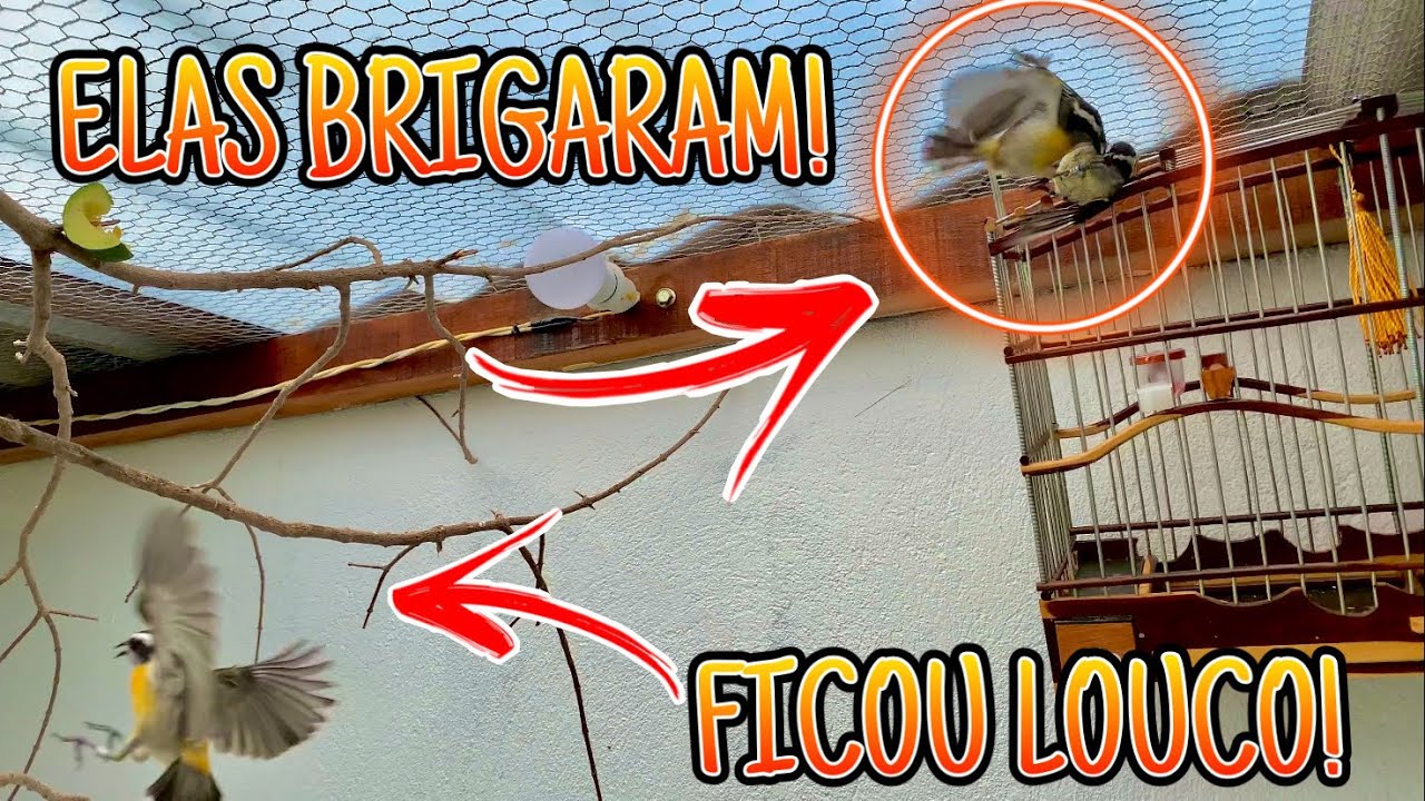 🔥 Sibite - Soltei outra fêmea NO VIVEIRO, Veja no que deu !🤫