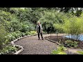 Planting primula and hostas in the bog garden