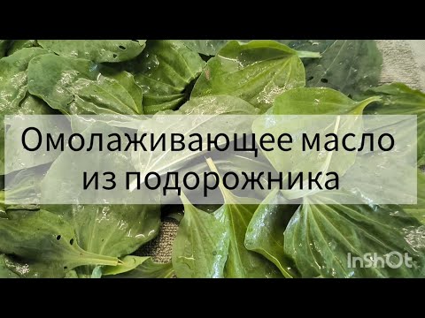 Омолаживающее масло из подорожника🌱