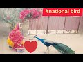 National bird||peacock||mor||bird love||#bird#nature