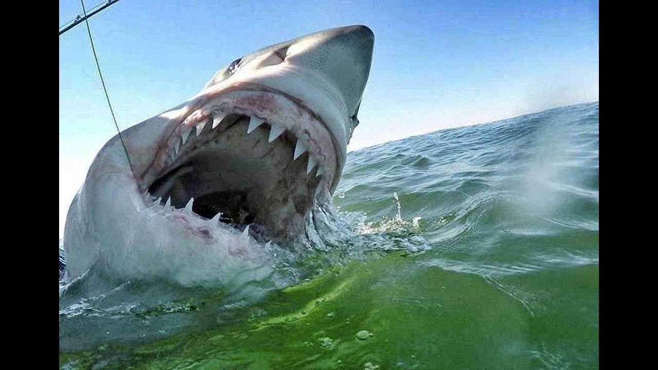Видео акулы больше. Гигантская акула МЕГАЛОДОН. Самая большая акула в мире МЕГАЛОДОН. Большая белая акула. Самая большая белая акула в мире.