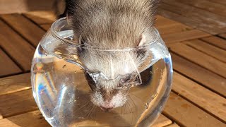 普通に水が飲めないフェレット　　My ferret can't drink water normally.