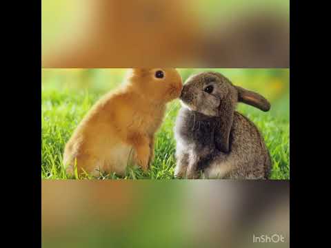 Ağca dovşan 🐰