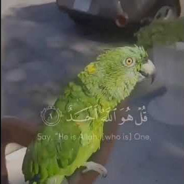 Burung beo sedang membaca Al Quran 🦜