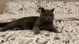 Noori helping mama make the bed | mama was struggling | helpful noori  | Britishshorthair