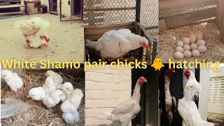 White Shamo hen harvesting eggs to chicks -10 Chicks hatched out of 12eggs screenshot 2