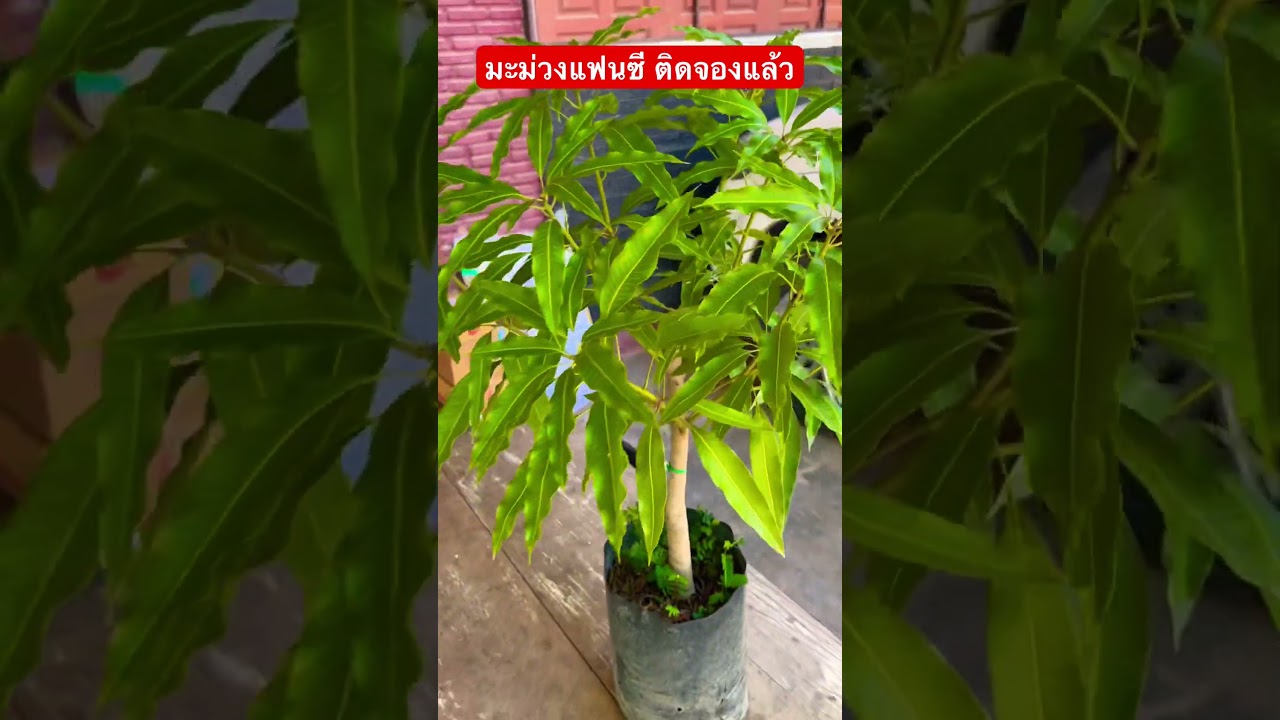 มะม่วงแฟนซี ติดจอง กำลังจัดแต่งต้น