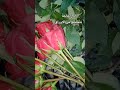 تجفيف الورد الطبيعي