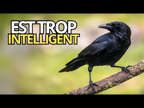 L'INTELLIGENCE DU CORBEAU