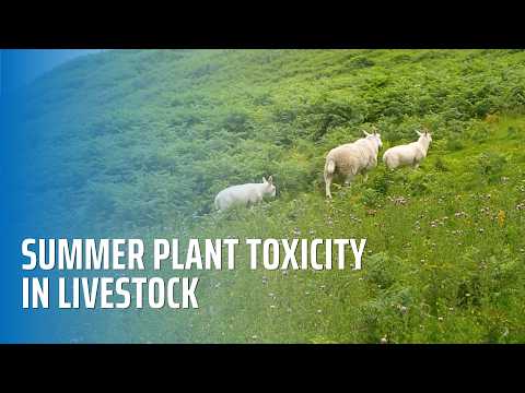 Summer Plant Toxicity in Livestock