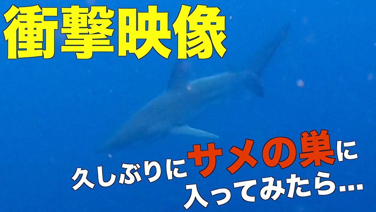 サメ増加中 2時間サメに囲まれ続けた 魚突き Spearfishing In A Shark S Nest ウンバボ Youtube