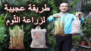 زراعة الثوم في اكياس الخيش, زراعة الثوم, الزراعة في اكياس الخيش, Planting Garlic in Burlap Bags