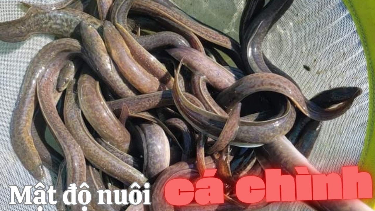 Mật độ nuôi cá chình | Thủy sản Hùng Tiến
