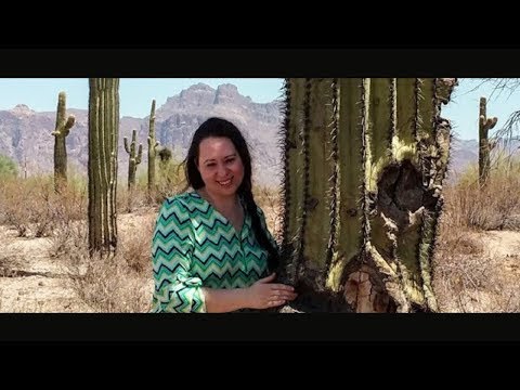 Видео: Домашний обзор: Чолла-Виста - высококлассное и спокойное место в пустыне Аризоны