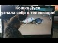 Кошка Дуся увидела себя в телевизоре. Реакция! | The cat Dusya saw herself on TV. Reaction!