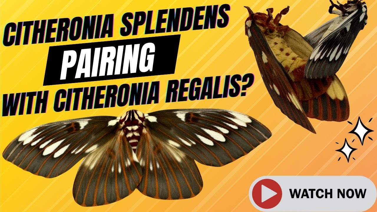 Citheronia Splendens moth pairing with Citheronia Regalis