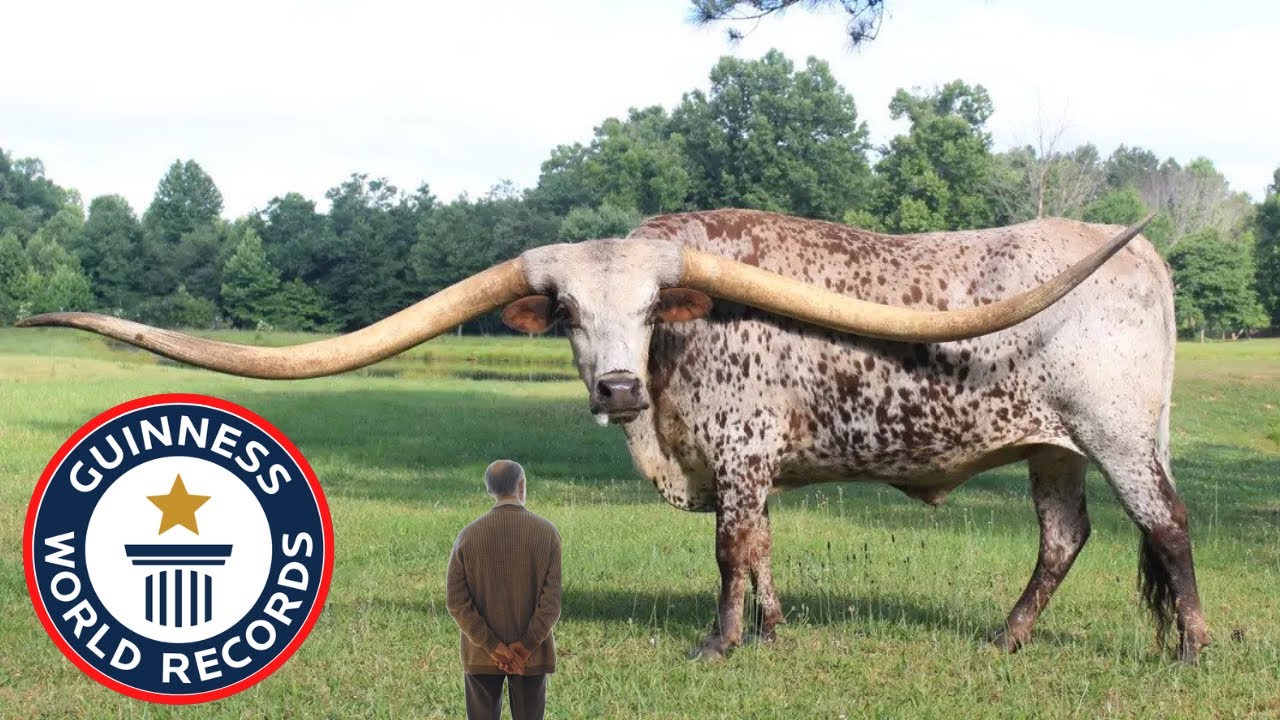 Top 10 Animal World Records YouTube