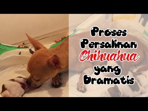 Video: Cara Melahirkan Chihuahua