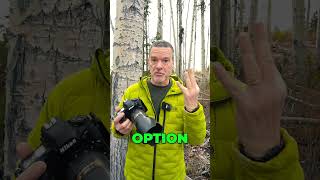 How would you photograph these trees?
