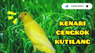 KENARI cengkok KUTILANG || suaranya enak di dengar#kenari #masteranburung #kenarigacor screenshot 4