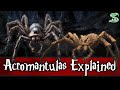 Acromantulas Explained: The Story Of Aragog