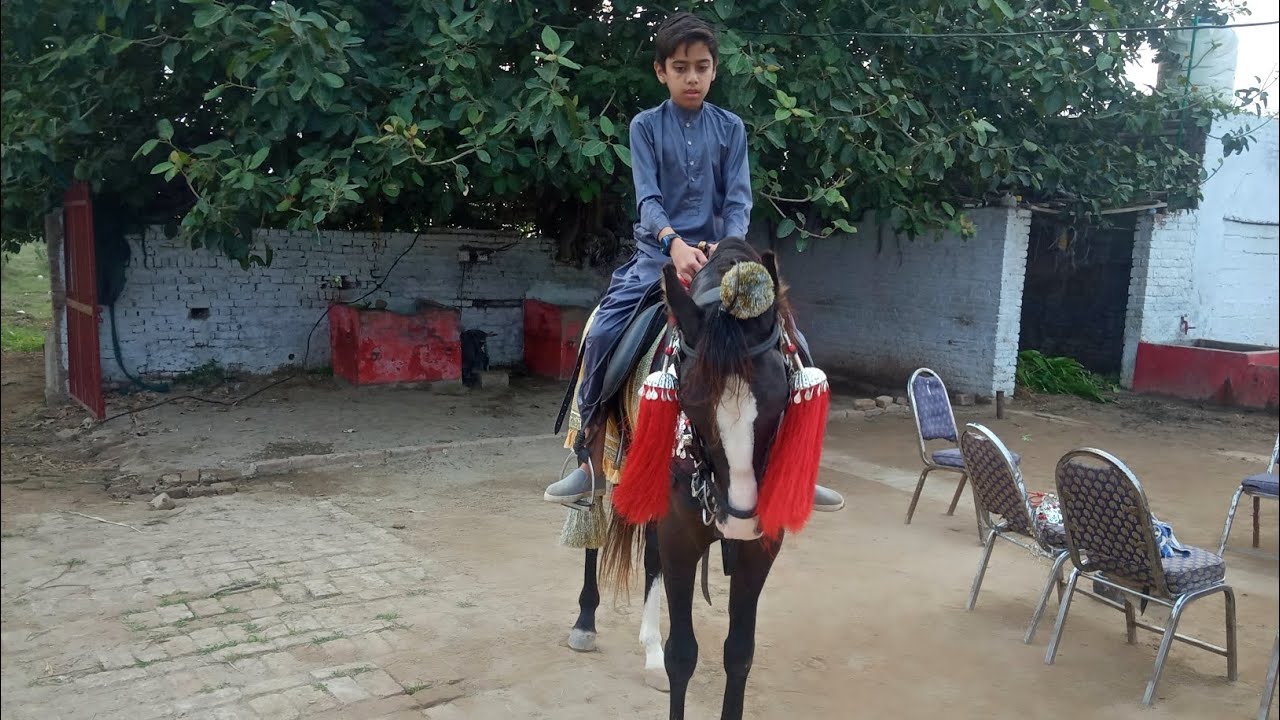 we went to see horse riding 🐎🖤|entry of gulam Yakut🐴