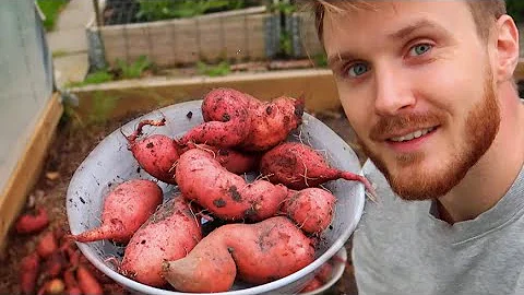 Vad tillhör sötpotatis?