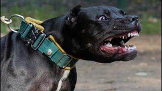 2025 Breedingonly 4 Months Old Andante Bandog Puppy Shiva Andante