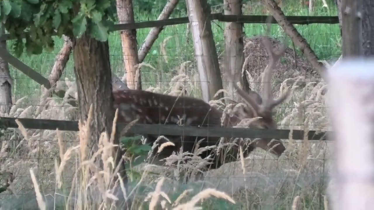 Můj Rok v Oboře Bělecký Mlýn = SRPEN = 2. část - Daněk evropský a Jelen Sika Dybowského