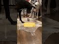 Parker thought he lost the baby status 😅