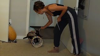 Mayas Ferrets Get A Little Too Crazy